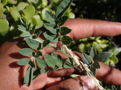 Indigofera disticha