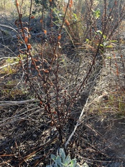 Chrysopsis gossypina