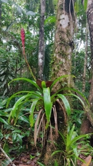 Vriesea gradata