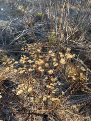 Chrysopsis gossypina