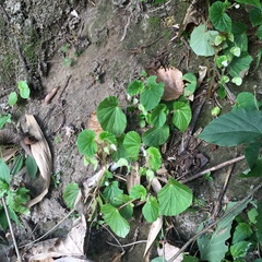 Begonia hirtella