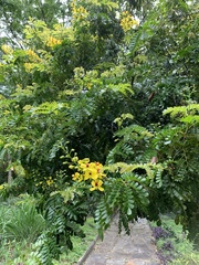 Paubrasilia echinata