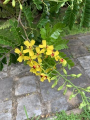 Paubrasilia echinata