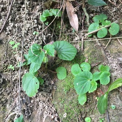 Begonia hirtella