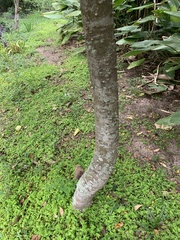 Paubrasilia echinata