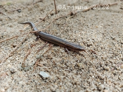 Subdoluseps bowringii