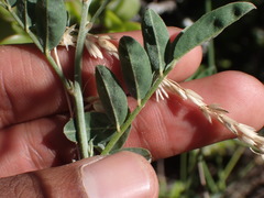 Indigofera disticha