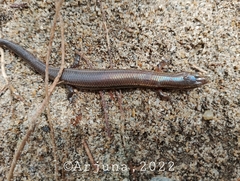 Subdoluseps bowringii