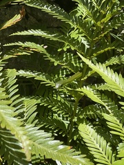 Philothamnus occidentalis