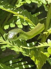 Philothamnus occidentalis