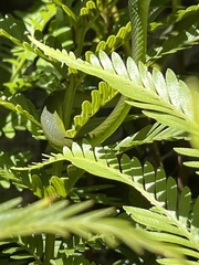 Philothamnus occidentalis