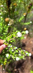 Phylica buxifolia