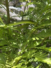 Philothamnus occidentalis