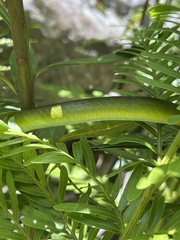 Philothamnus occidentalis