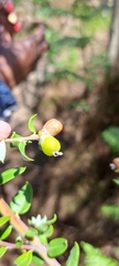 Phylica buxifolia