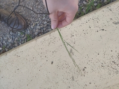 Digitaria sanguinalis