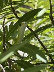 Philothamnus occidentalis