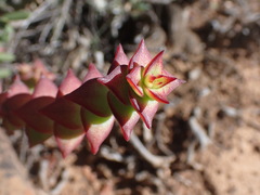 Crassula perforata