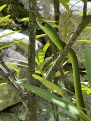 Philothamnus occidentalis