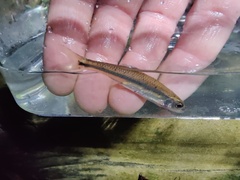 Notropis leuciodus