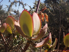 Cotyledon velutina