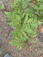 Pteridium aquilinum latiusculum