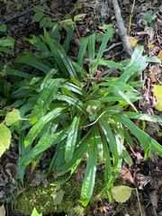 Careyanae