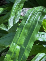 Careyanae