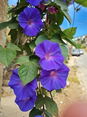 Ipomoea indica