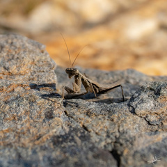 Rivetinidae