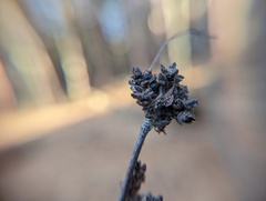 Eriophyes betulae