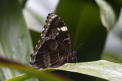 Morpho helenor achillaena