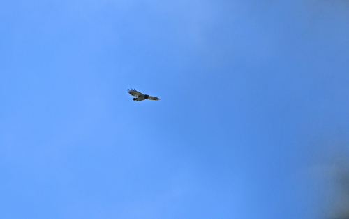 Barred Hawk (Morphnarchus princeps), photo 8
