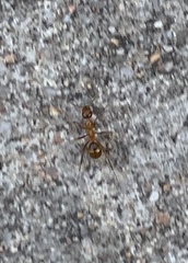 Formica pallidefulva