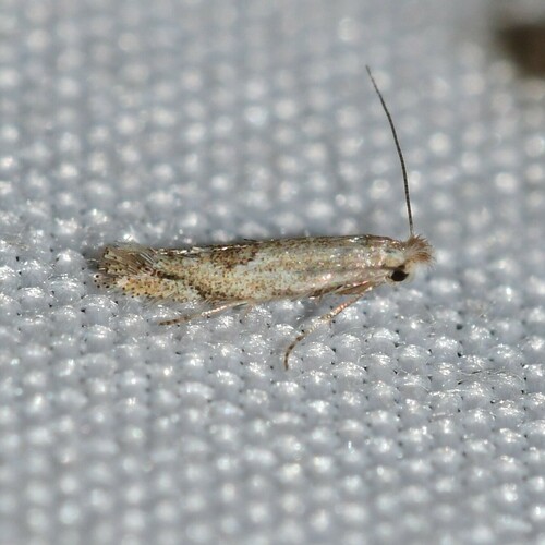 Sporobolus leafminer