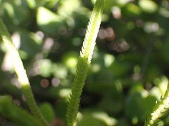 Crassula muscosa
