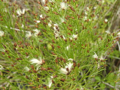 Baccharis angustifolia