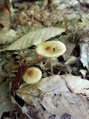 Pseudosperma friabile