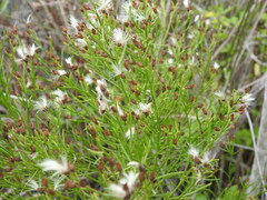 Baccharis angustifolia