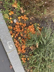 Fungi