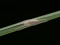 Larinia