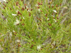 Baccharis angustifolia