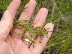 Baccharis angustifolia