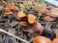 Fungi