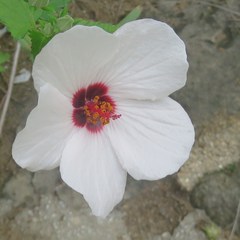 Pavonia hastata