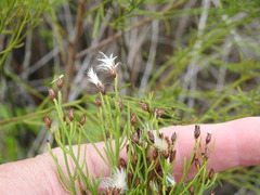 Baccharis angustifolia