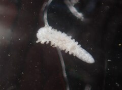 Aegires albopunctatus