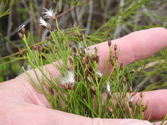 Baccharis angustifolia