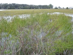 Baccharis angustifolia
