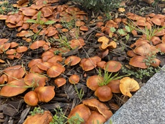 Fungi